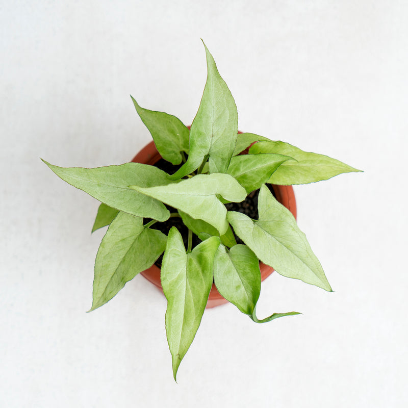 Syngonium White Narrow