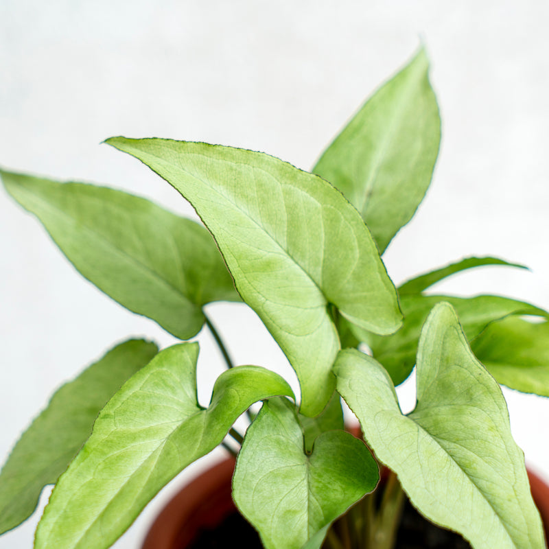 Syngonium White Narrow