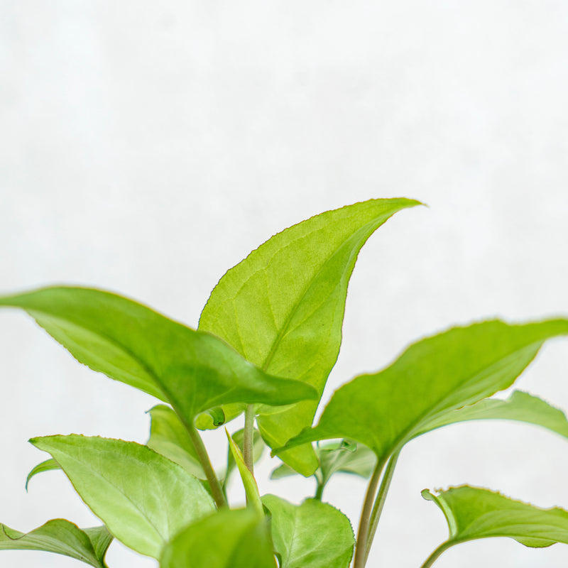 Syngonium White Narrow