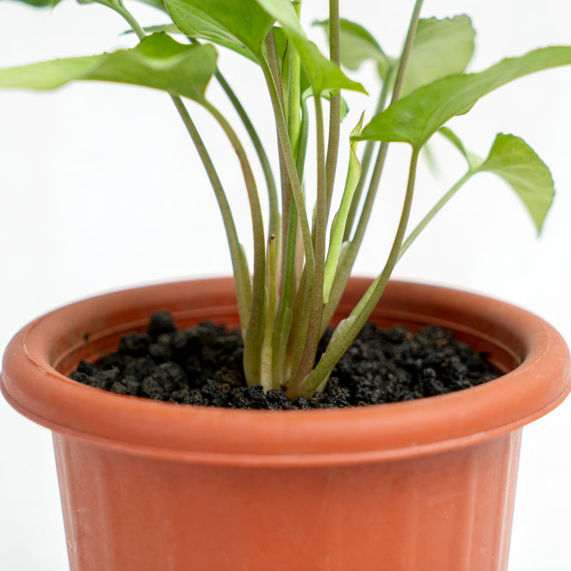 Syngonium White Narrow