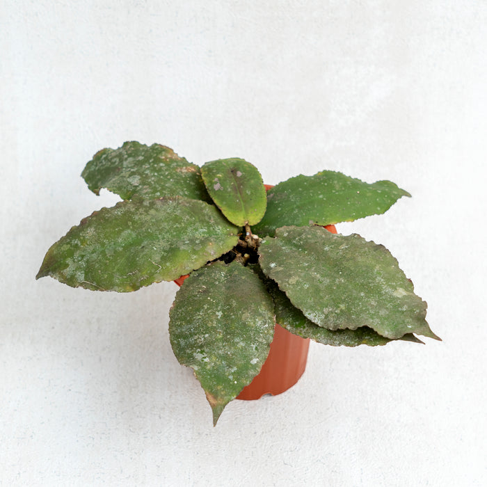 50 pcs Hoya Undulata Splash (Wholesale)