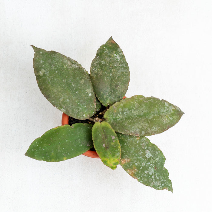 50 pcs Hoya Undulata Splash (Wholesale)