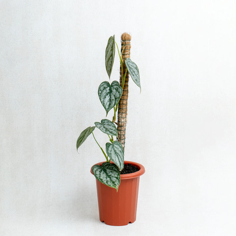 Philodendron Brandtianum