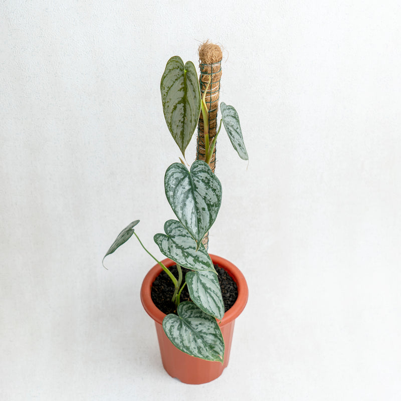 Philodendron Brandtianum