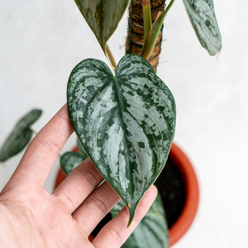 Philodendron Brandtianum