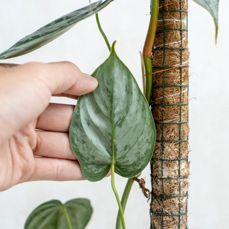 Philodendron Brandtianum