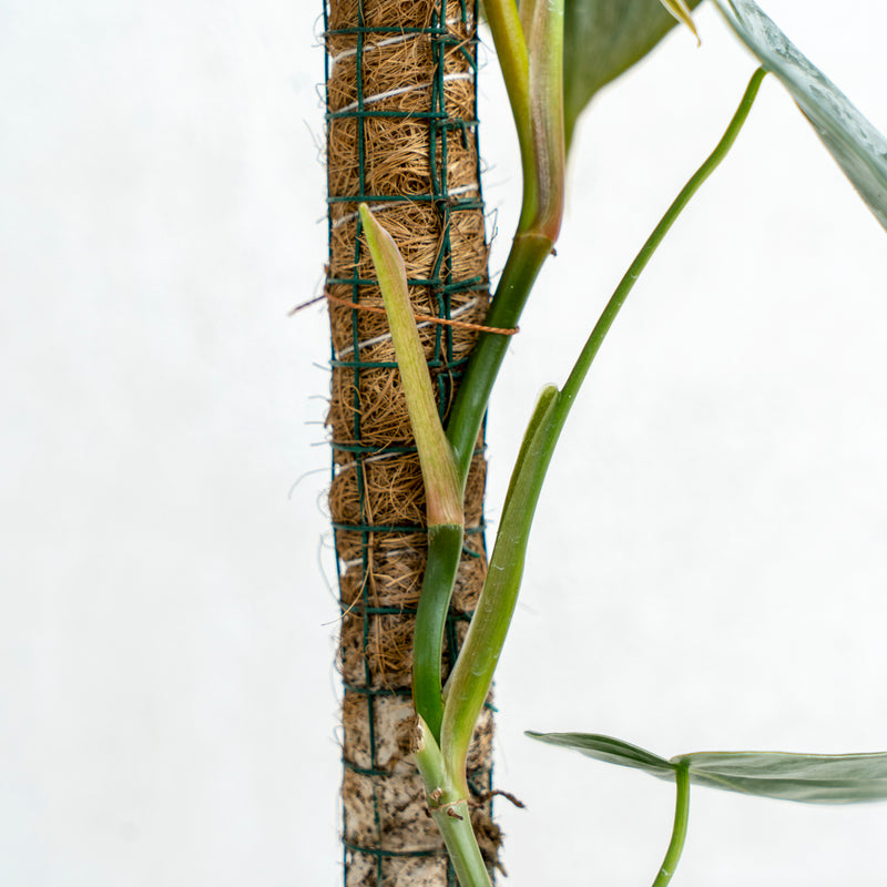 Philodendron Brandtianum