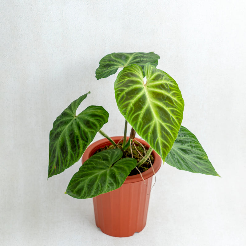 Philodendron Verrucosum