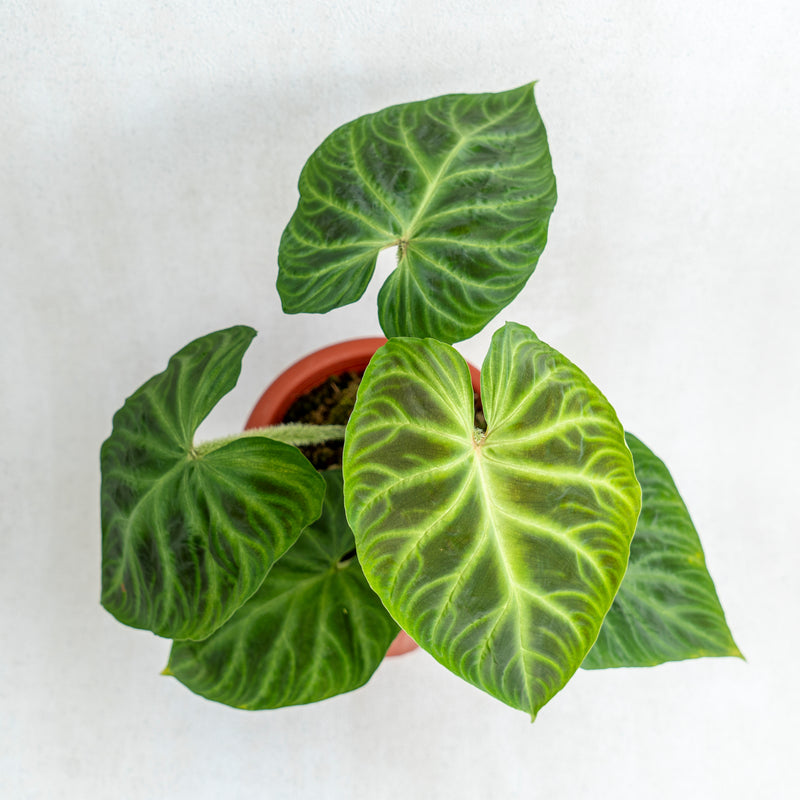 Philodendron Verrucosum