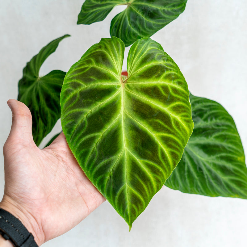 Philodendron Verrucosum