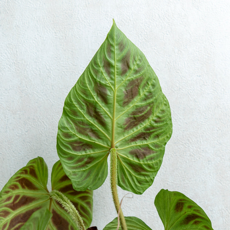 Philodendron Verrucosum