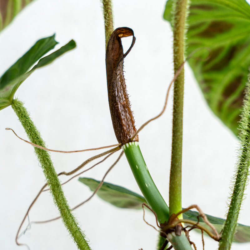 Philodendron Verrucosum