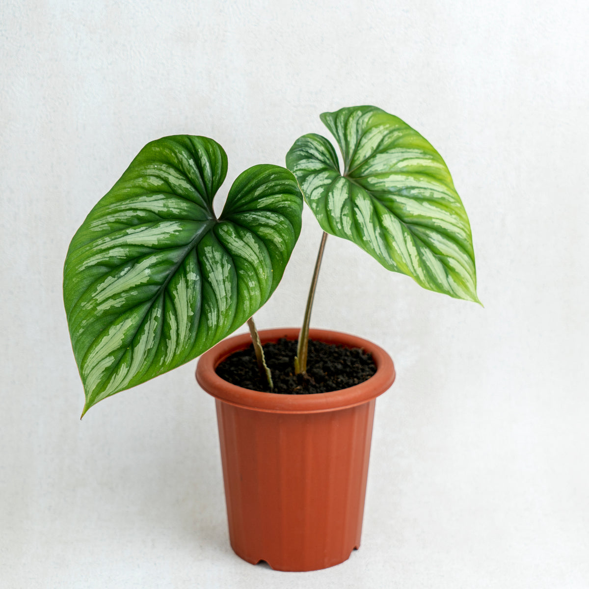 Philodendron Plowmanii — Aroidasia