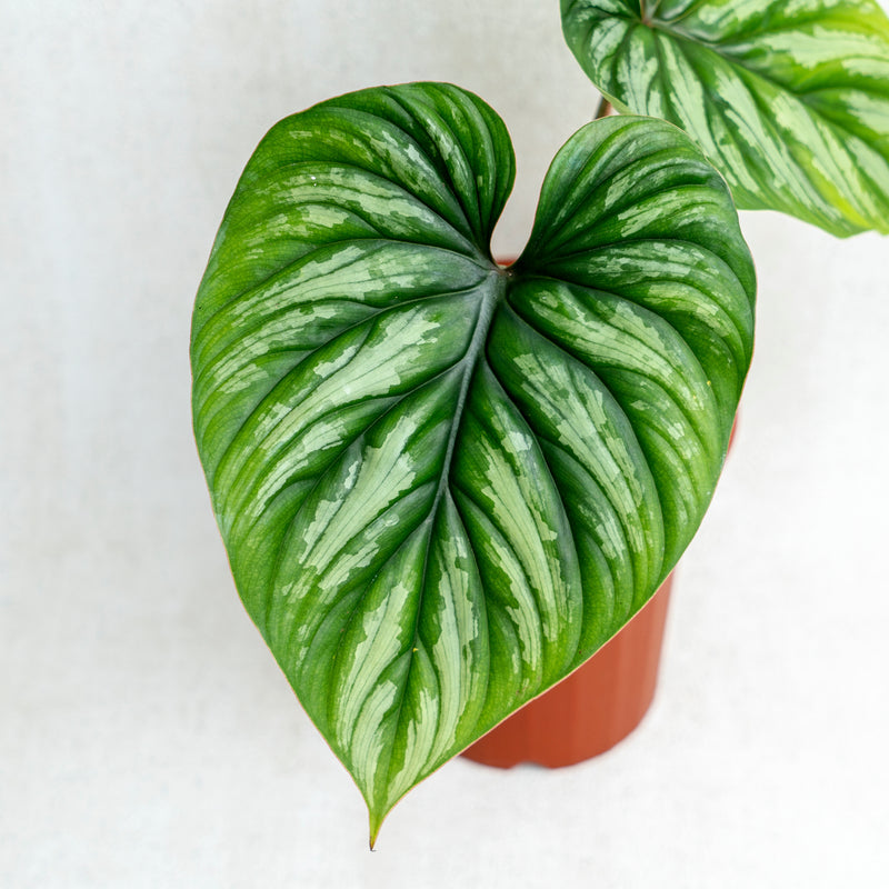 philodendron plowmanii Philodendron Plowmanii — Aroidasia