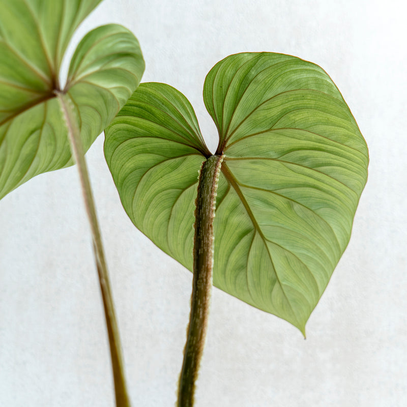 philodendron plowmanii stem Philodendron Plowmanii — Aroidasia