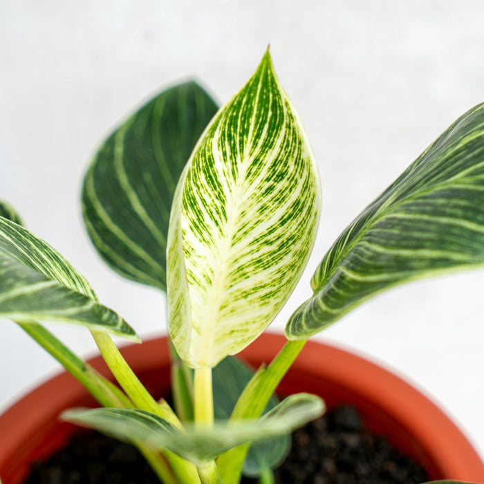 Philodendron Birkin