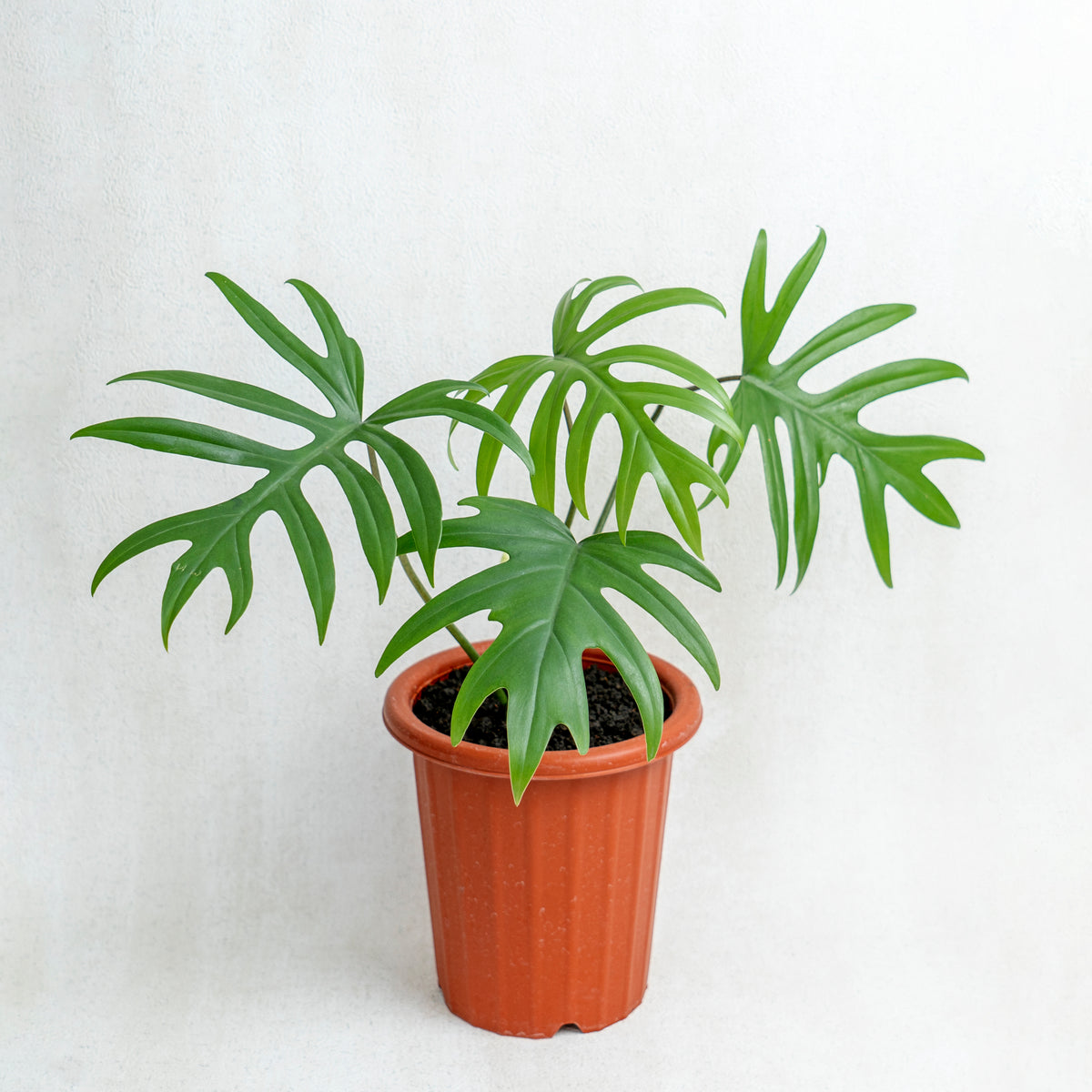 Philodendron Mayoi — Aroidasia