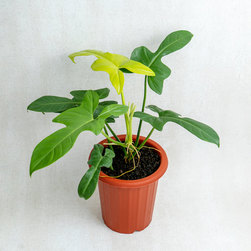 Philodendron Bipennifolium Aurea