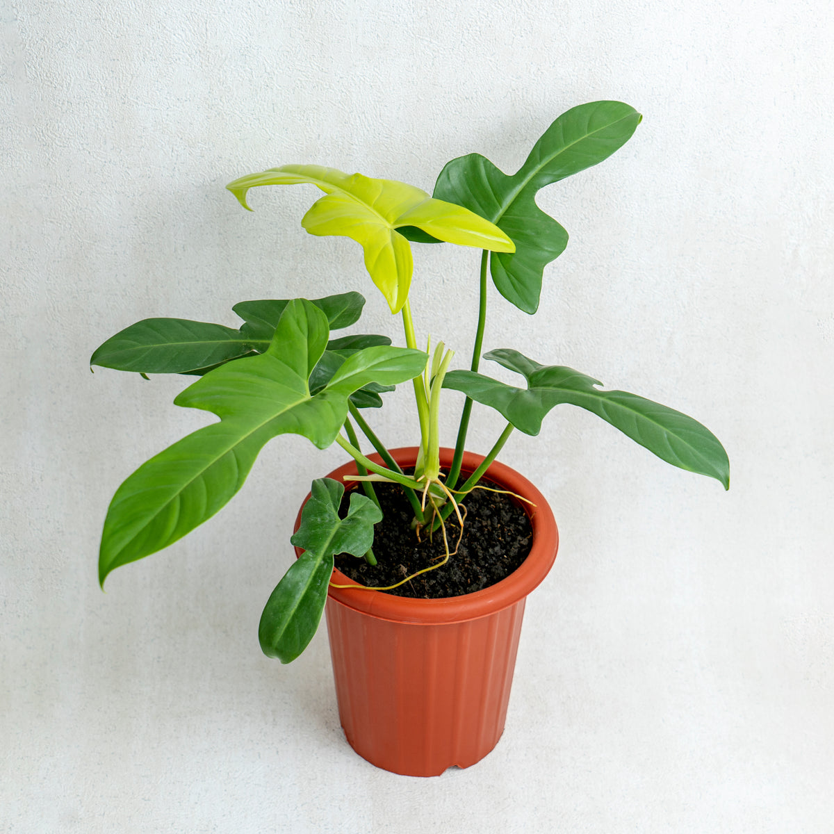 philodendron bipennifolium gold Philodendron Bipennifolium Aurea — Aroidasia