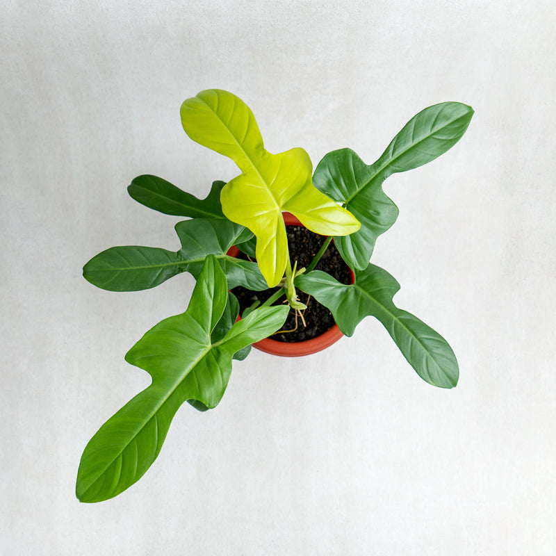 Philodendron Bipennifolium Aurea