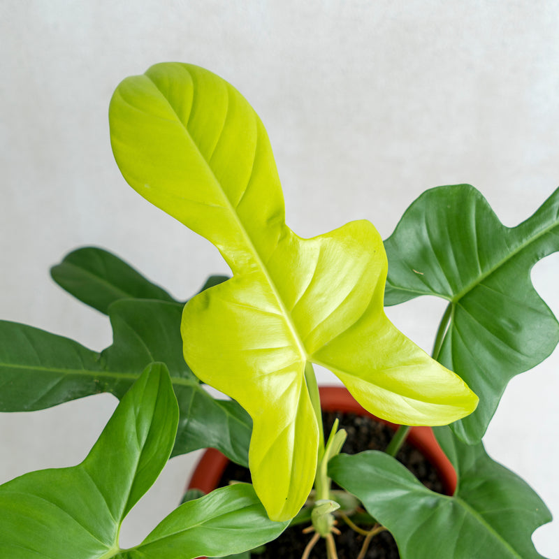 philodendron bipennifolium hanging basket Philodendron Bipennifolium Aurea — Aroidasia