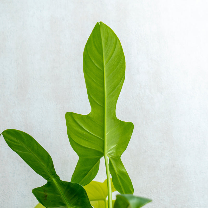 Philodendron Bipennifolium Aurea