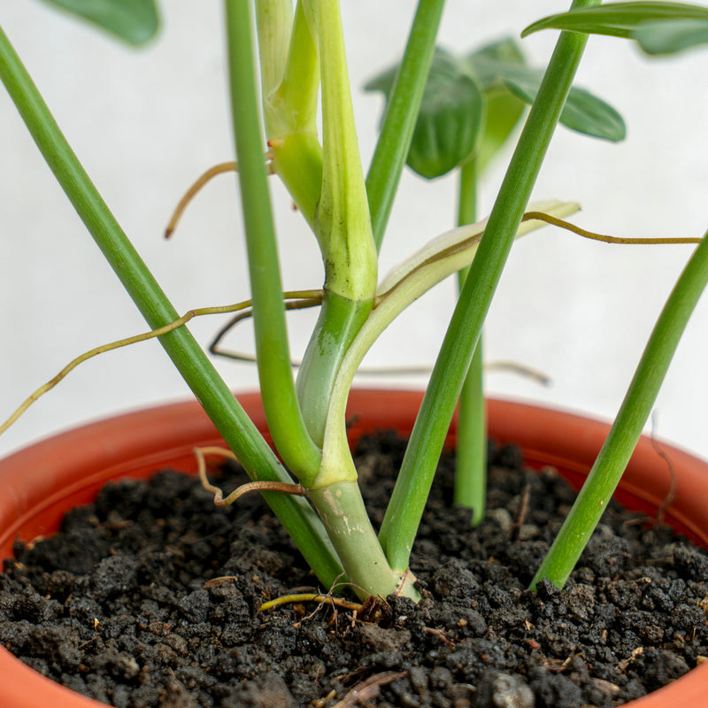 Philodendron Bipennifolium Aurea