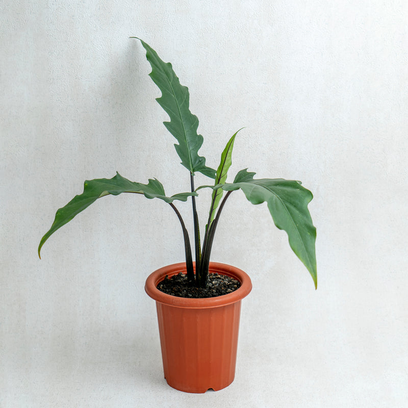 Alocasia Lauterbaciana