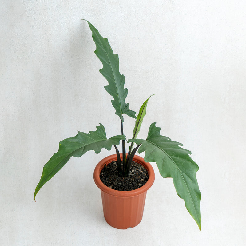 Alocasia Lauterbaciana