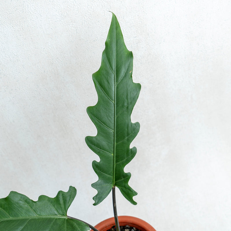 Alocasia Lauterbaciana