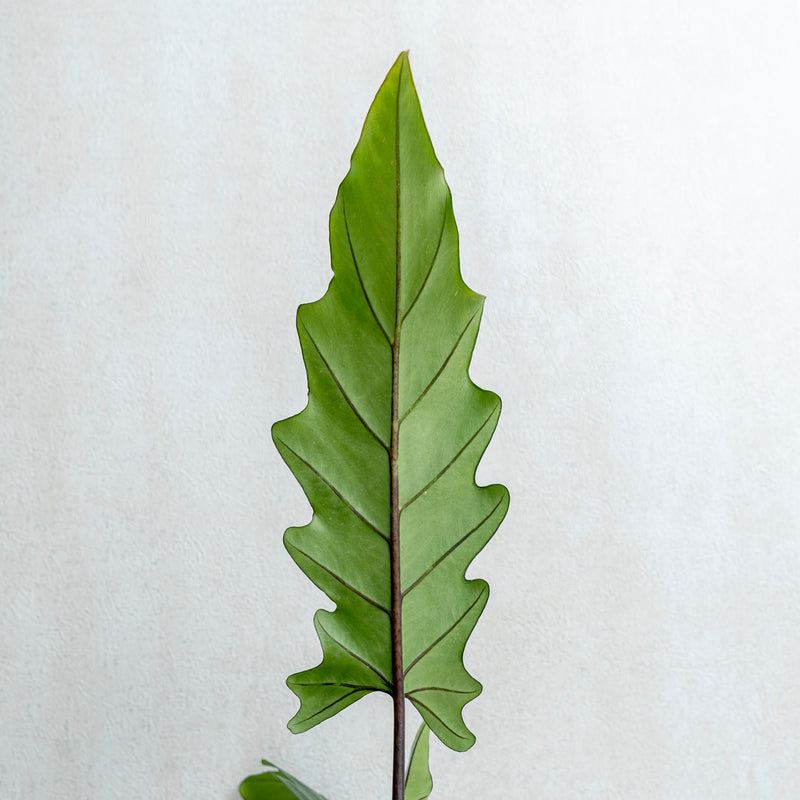 Alocasia Lauterbaciana