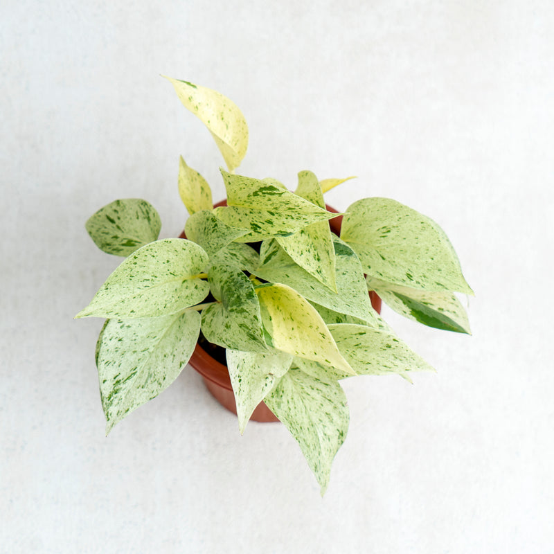 Epipremnum Pinnatum Marble Queen
