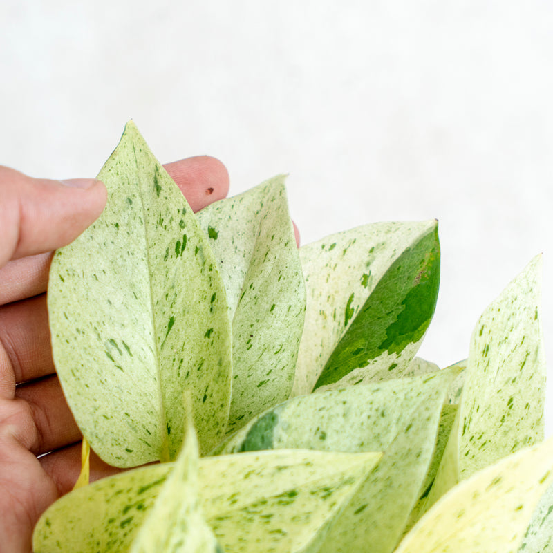 Epipremnum Pinnatum Marble Queen