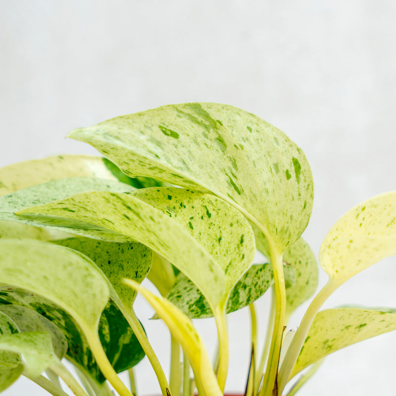 Epipremnum Pinnatum Marble Queen