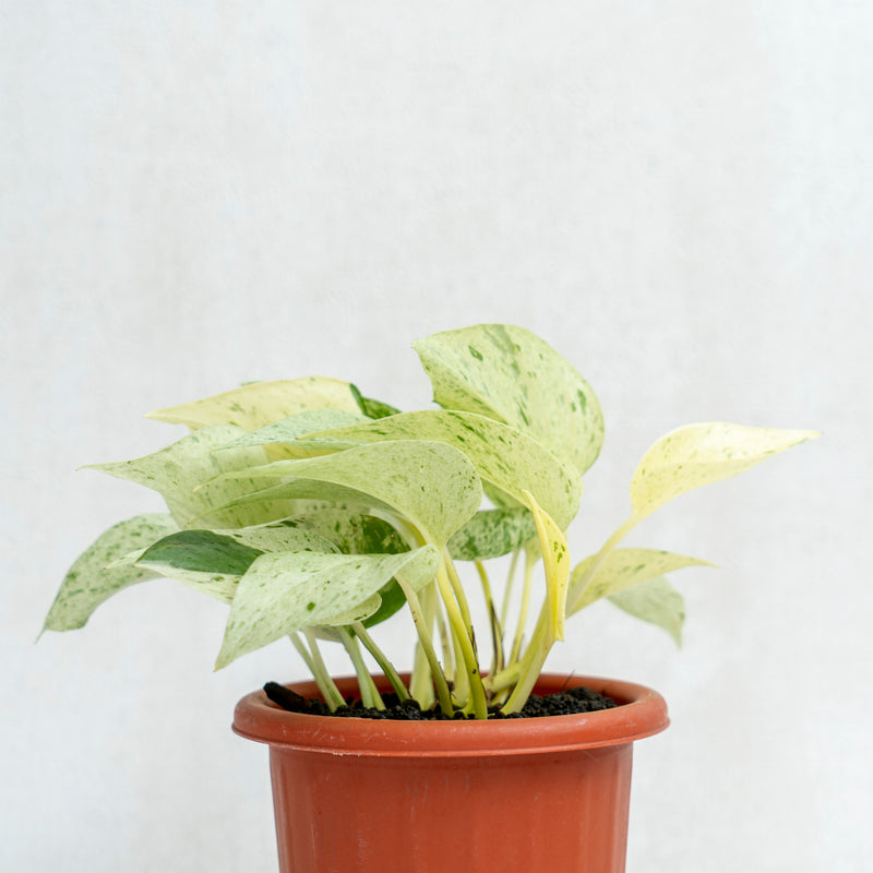 Epipremnum Pinnatum Marble Queen