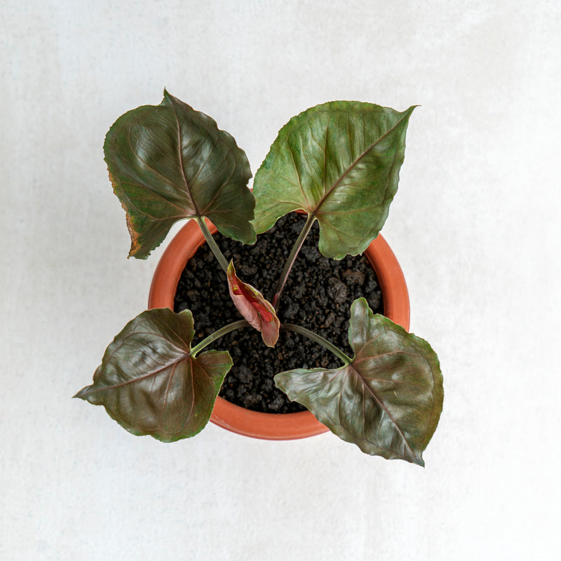 Syngonium Maria