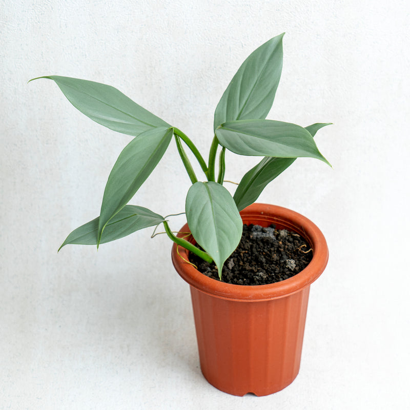 Philodendron Hastatum - Silver Sword