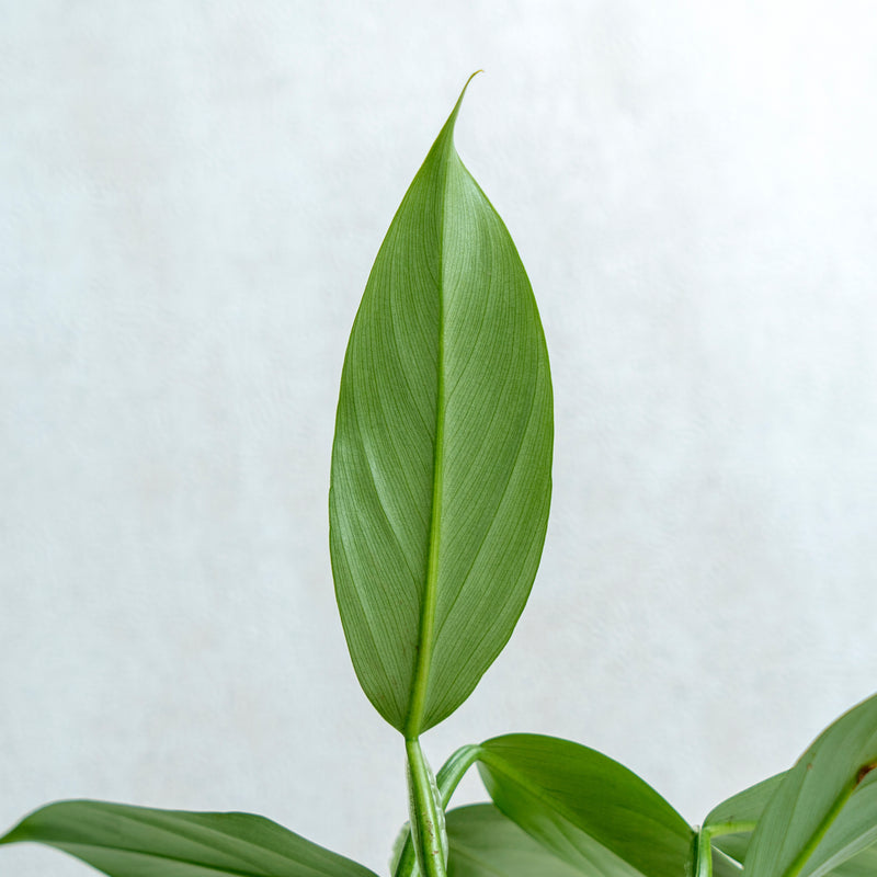 Philodendron Hastatum - Silver Sword