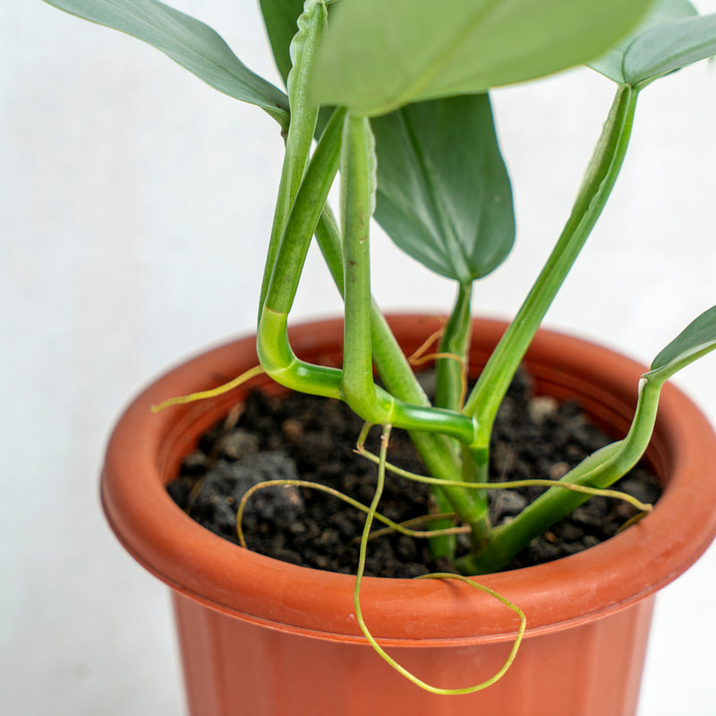 Philodendron Hastatum - Silver Sword