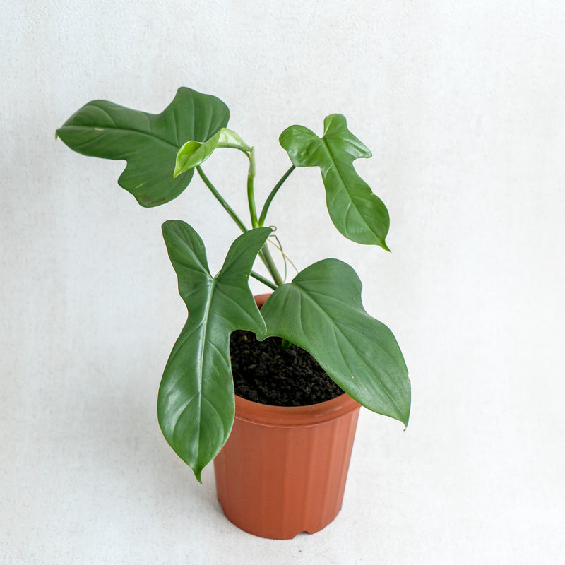 philodendron bipennifolium juvenile Philodendron Bipennifolium