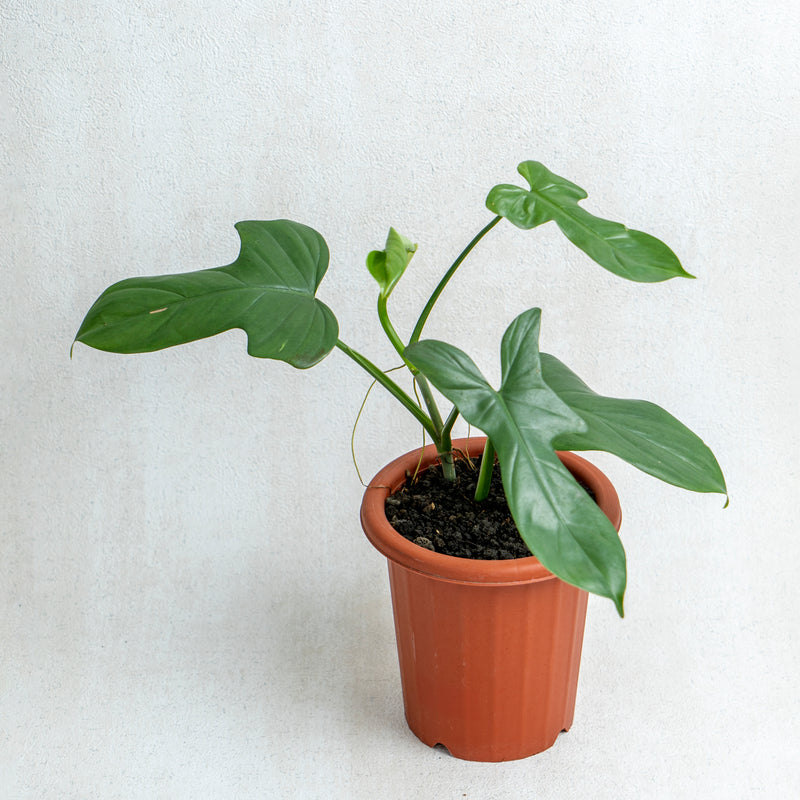 Philodendron Bipennifolium