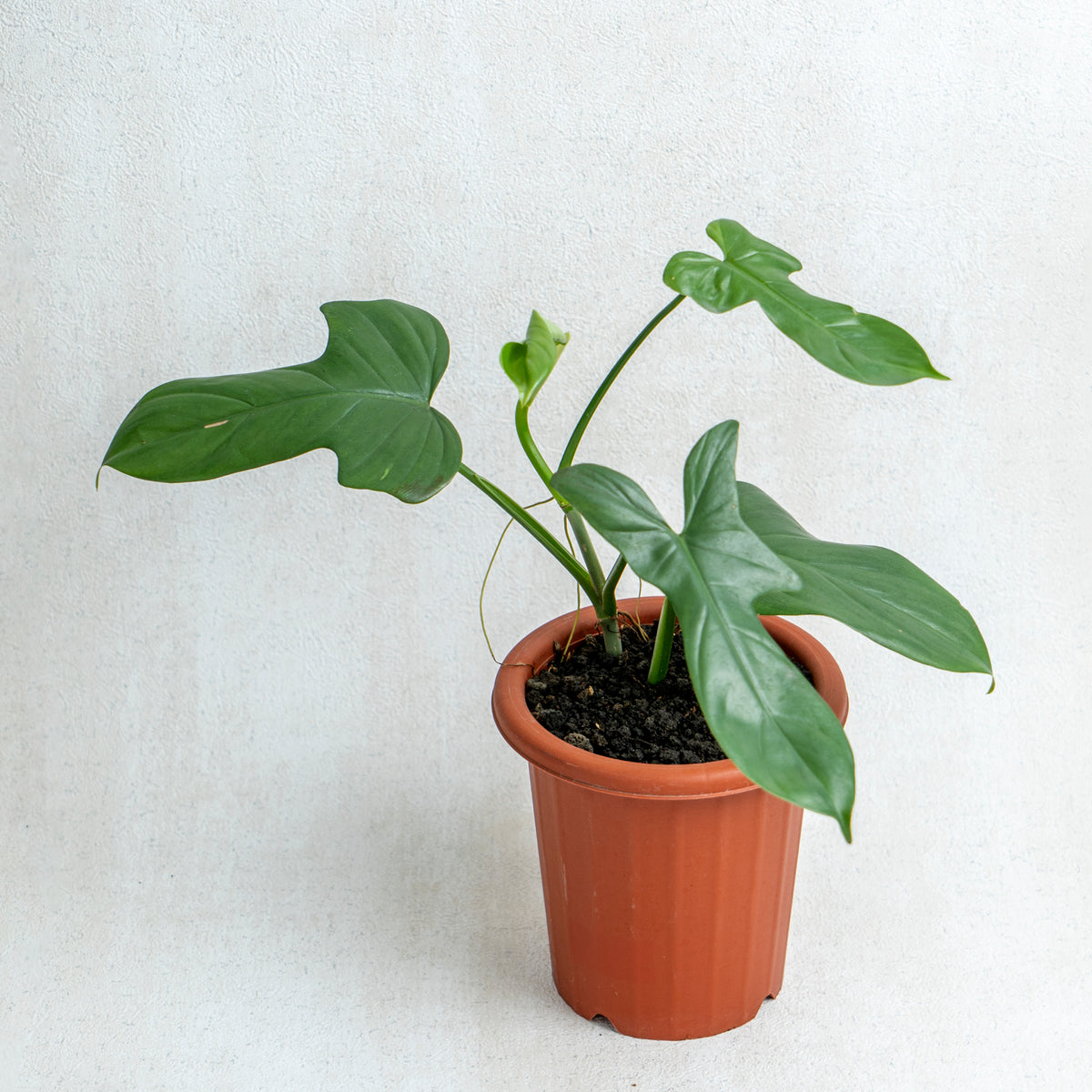 bipennifolium philodendron Philodendron Bipennifolium — Aroidasia