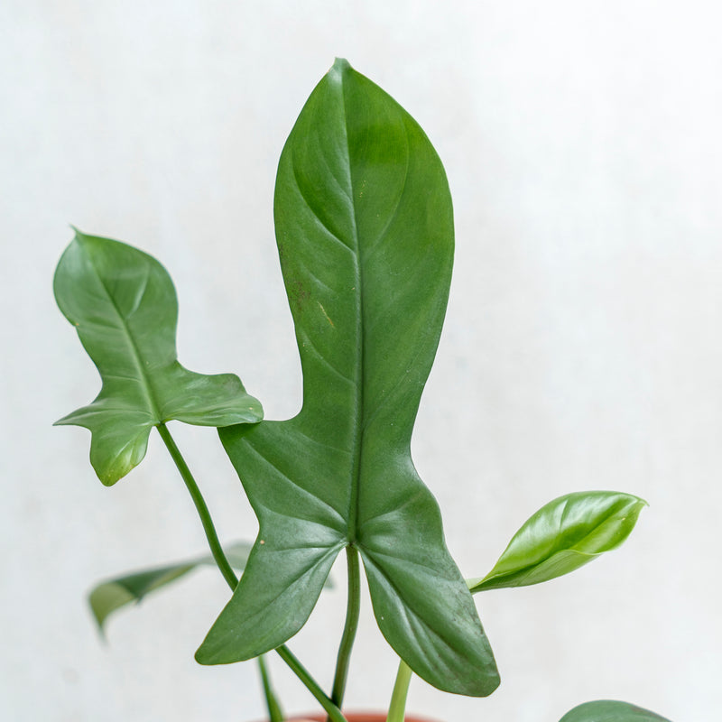 Philodendron Bipennifolium