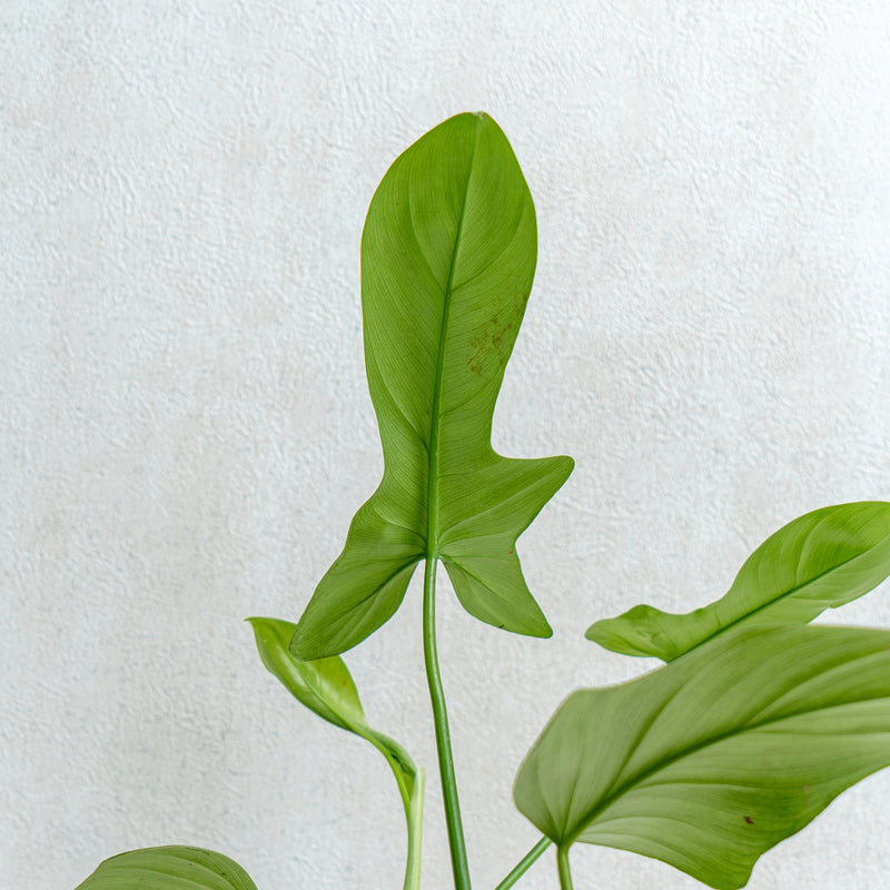 Philodendron Bipennifolium