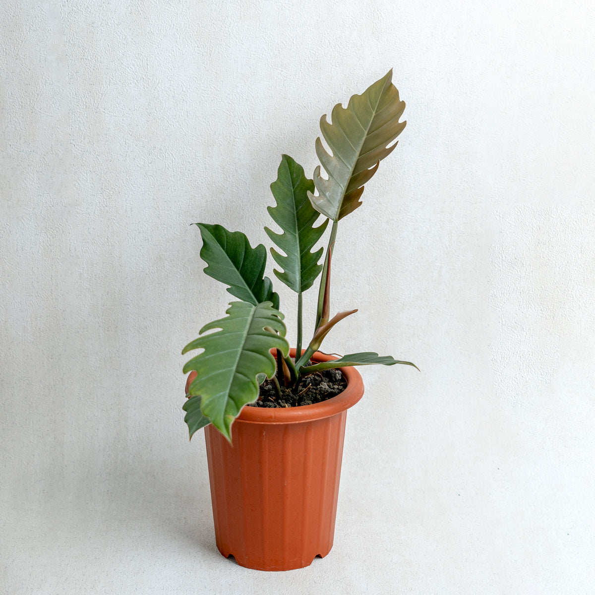 philodendron crocodile care Philodendron Crocodile — Aroidasia