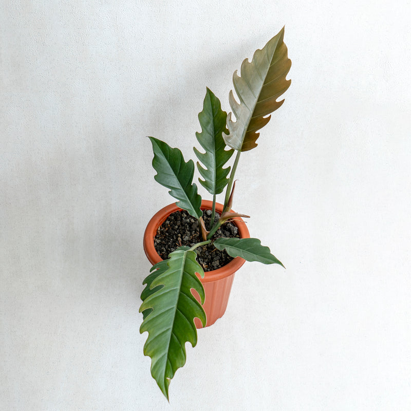 Philodendron Crocodile