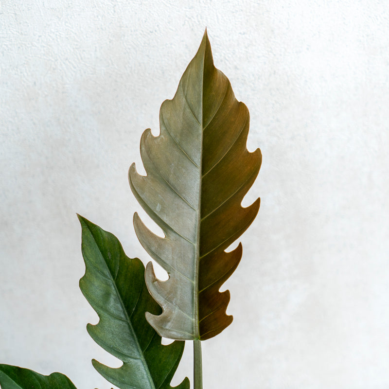 Philodendron Crocodile