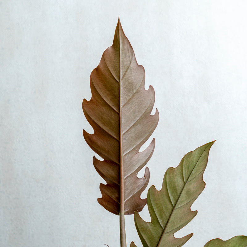 Philodendron Crocodile