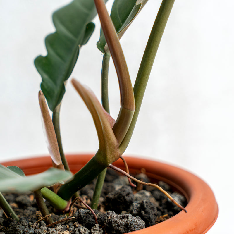 Philodendron Crocodile