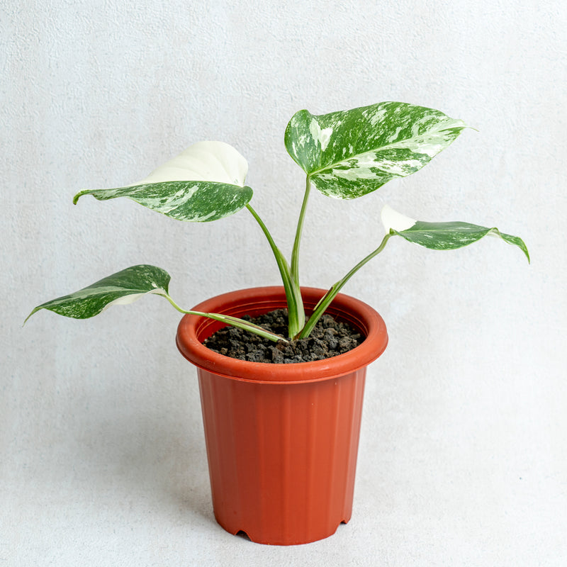 Monstera Albo Variegated